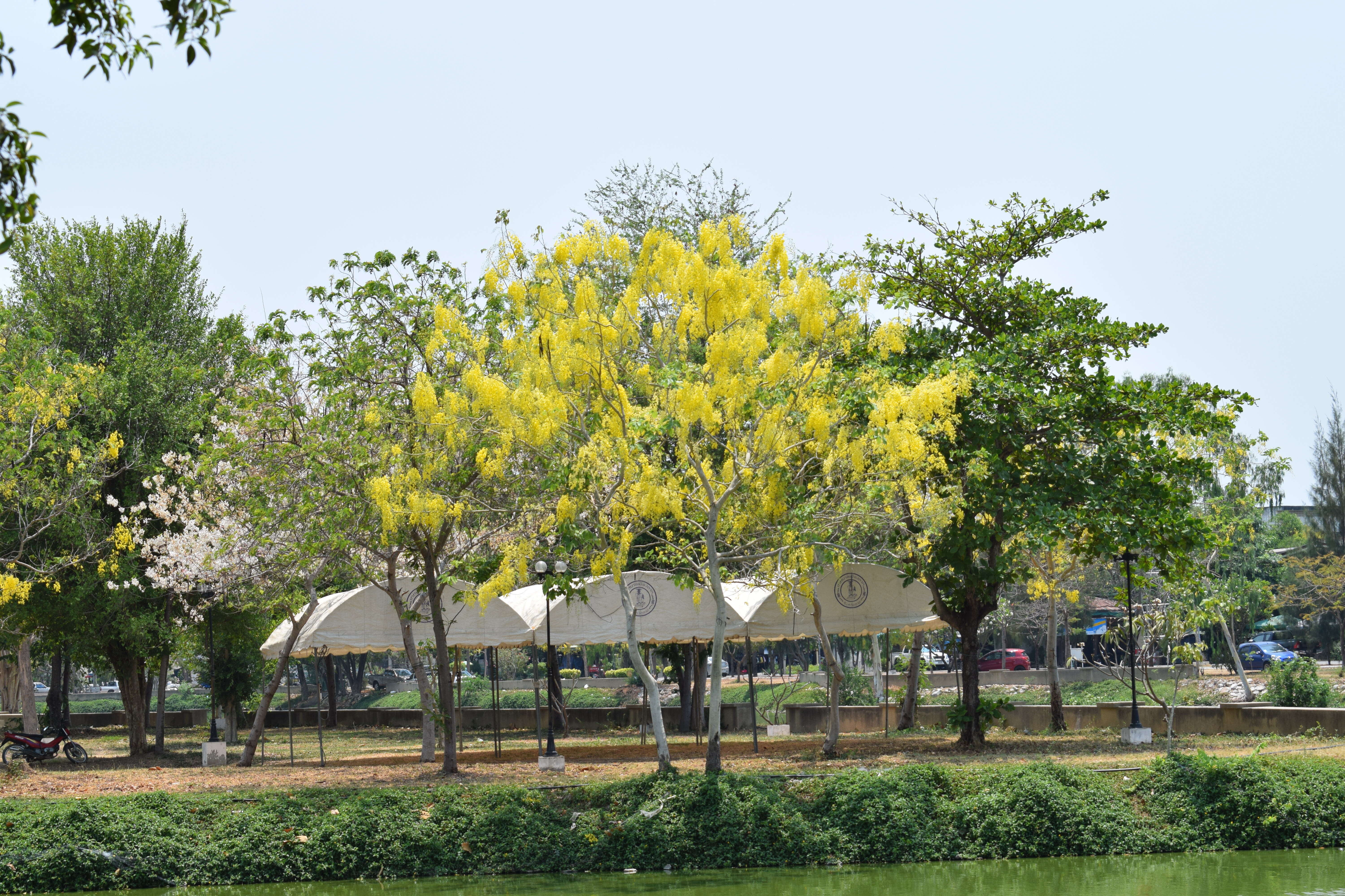 Image of Golden-rain tree