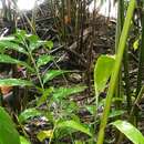 Image of Solomons Nightjar