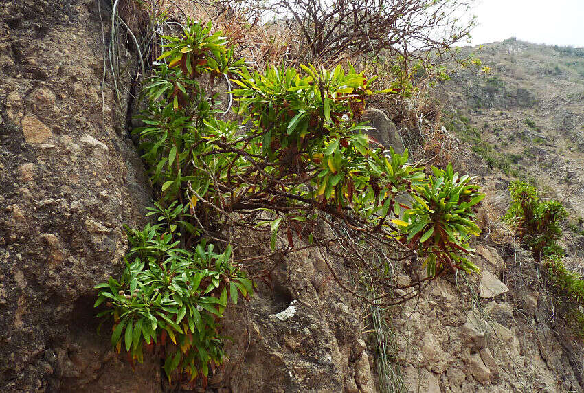 Image of Globularia amygdalifolia Webb