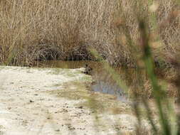 Image of Plumbeous Rail