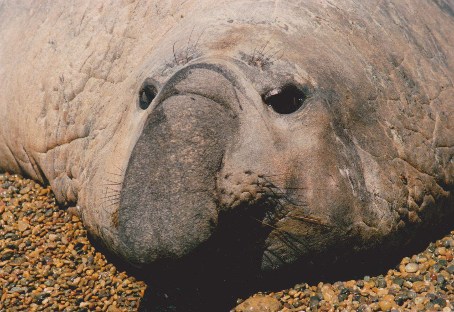 Image of South Atlantic Elephant-seal