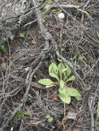 Image of Craspedia uniflora var. grandis Allan