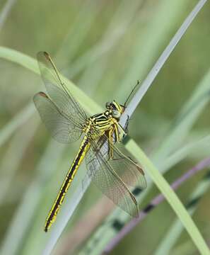 Image of Southern Yellowjack