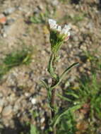 Image of field pepperweed