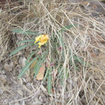 Plancia ëd Oenothera brachycarpa A. Gray