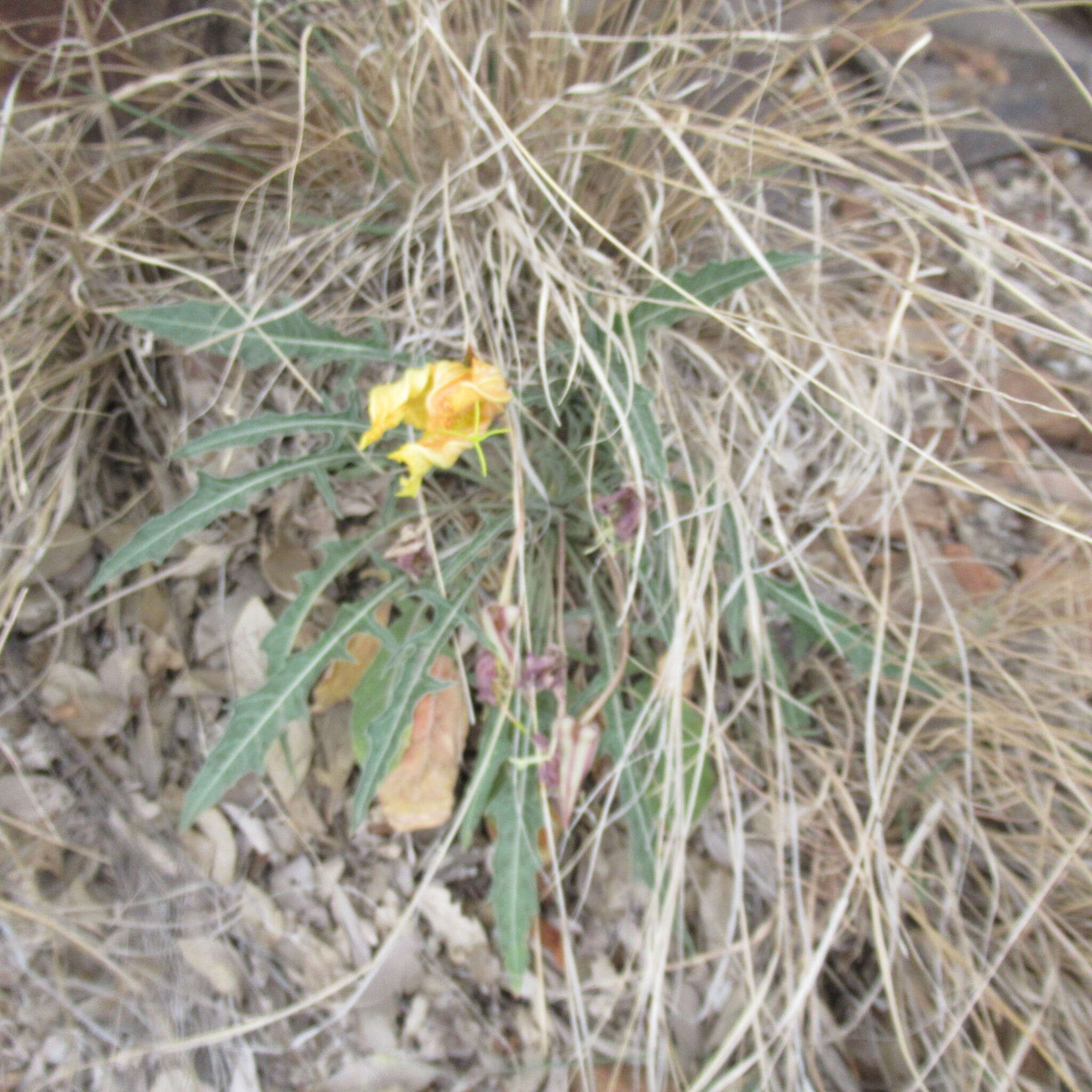 Imagem de Oenothera brachycarpa A. Gray