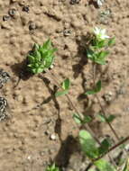 Image of Thyme-leaved Sandwort