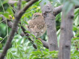 Plancia ëd Glaucidium peruanum König & C 1991