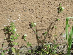 Image of Thyme-leaved Sandwort