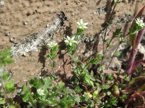 Image of Thyme-leaved Sandwort