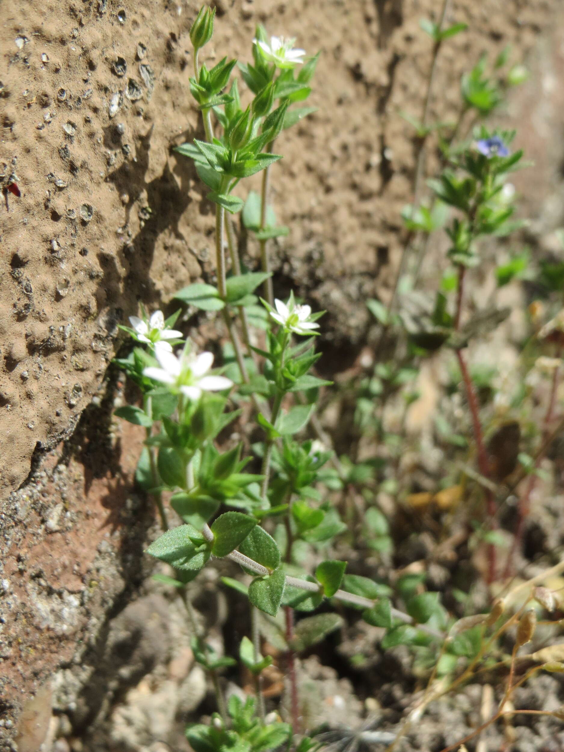 Image of Thyme-leaved Sandwort