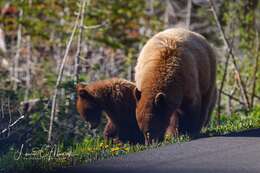 Image of Cinnamon bear