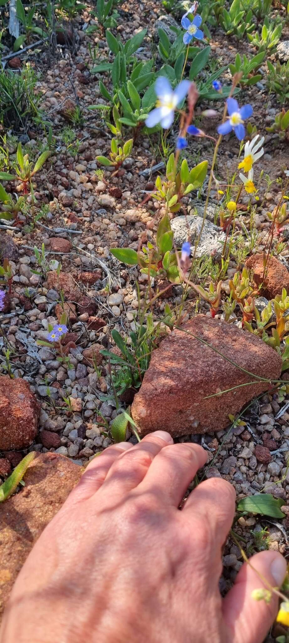 Image of Heliophila schulzii Marais