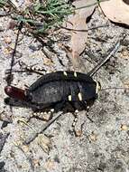 Image of native cockroach ( Australia )