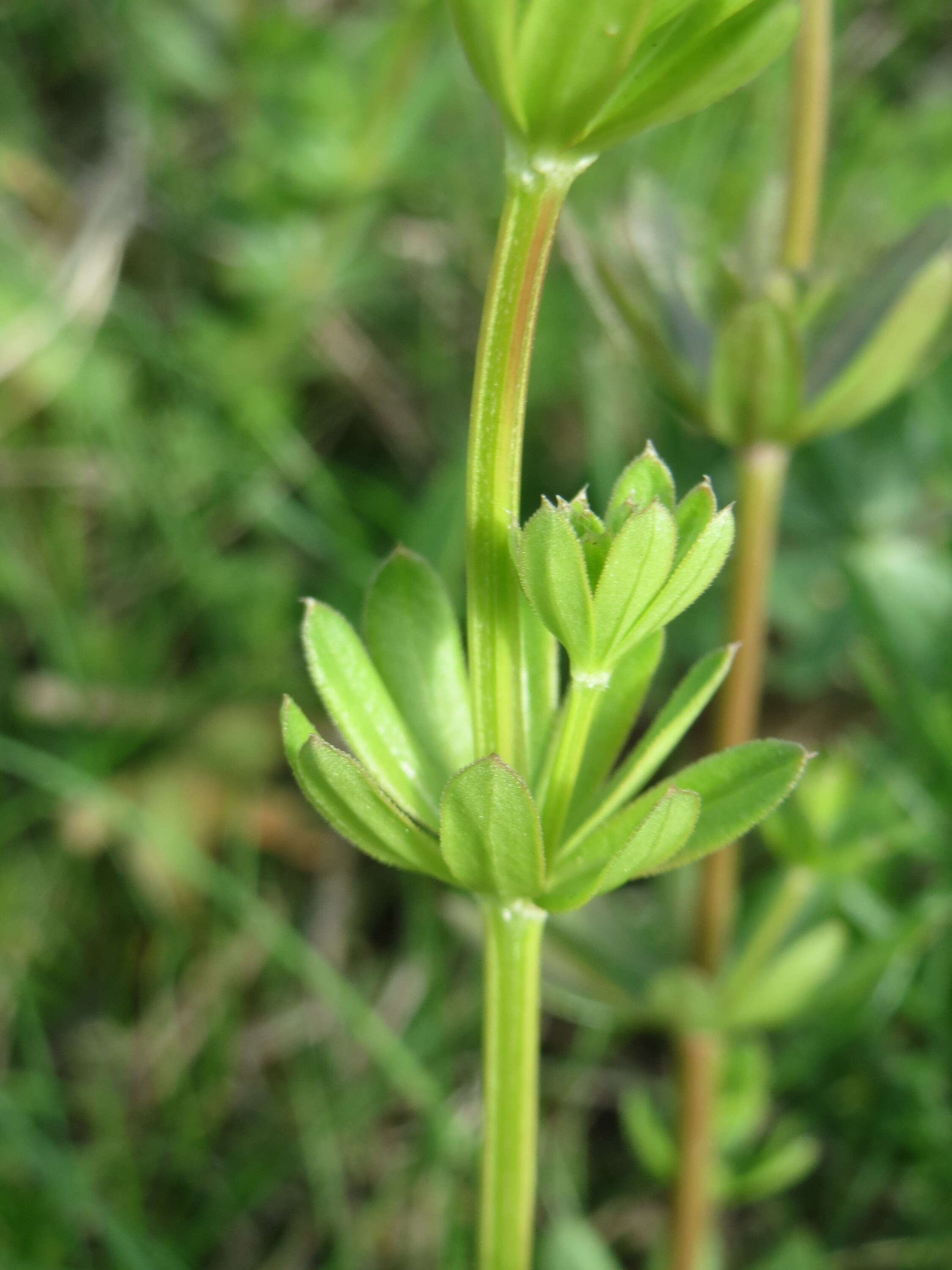 Image of White bedstraw