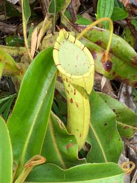 Image of Nepenthes chaniana C. Clarke, Chi. C. Lee & S. McPherson