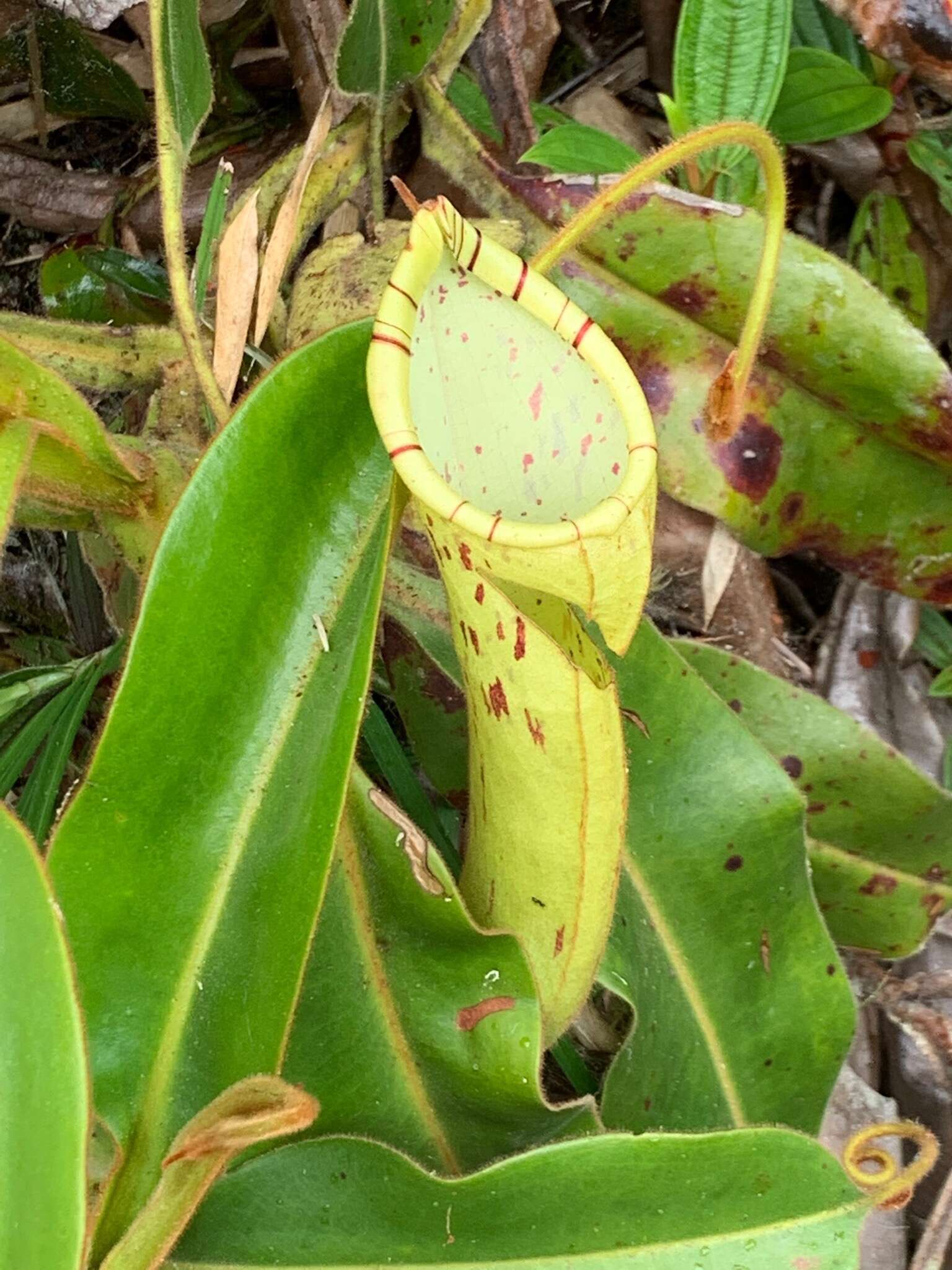 Image of Nepenthes chaniana C. Clarke, Chi. C. Lee & S. McPherson