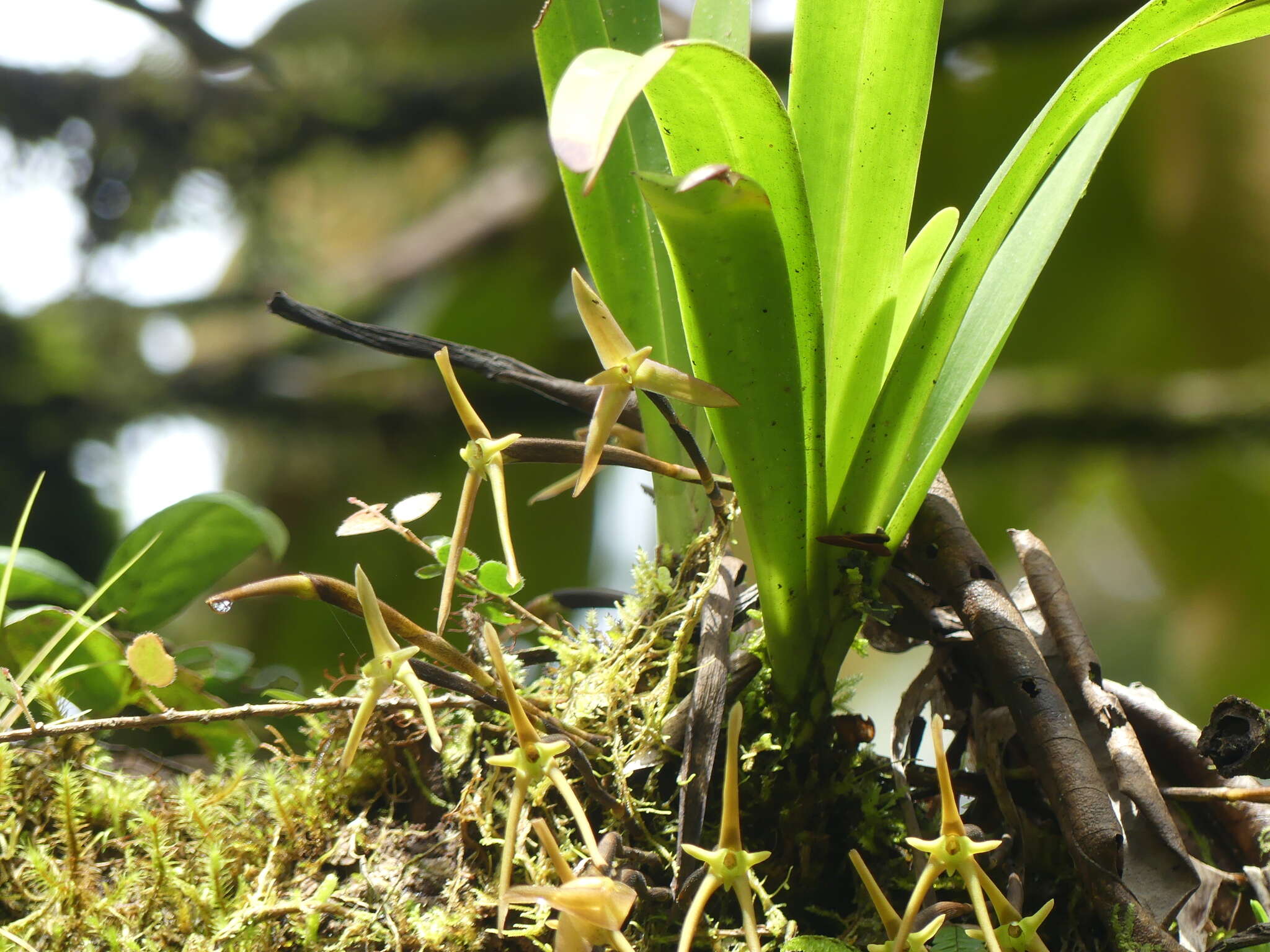 Image of Maxillaria amplifoliata Molinari