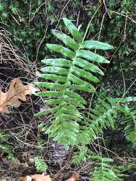 Polypodium appalachianum Haufler & Windham的圖片