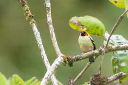 Image of Flame-faced Tanager