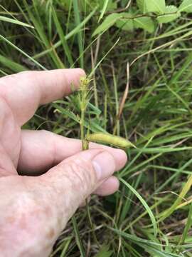 Image of spiked hoarypea