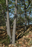 Image of Cochlospermum gillivraei subsp. gregorii