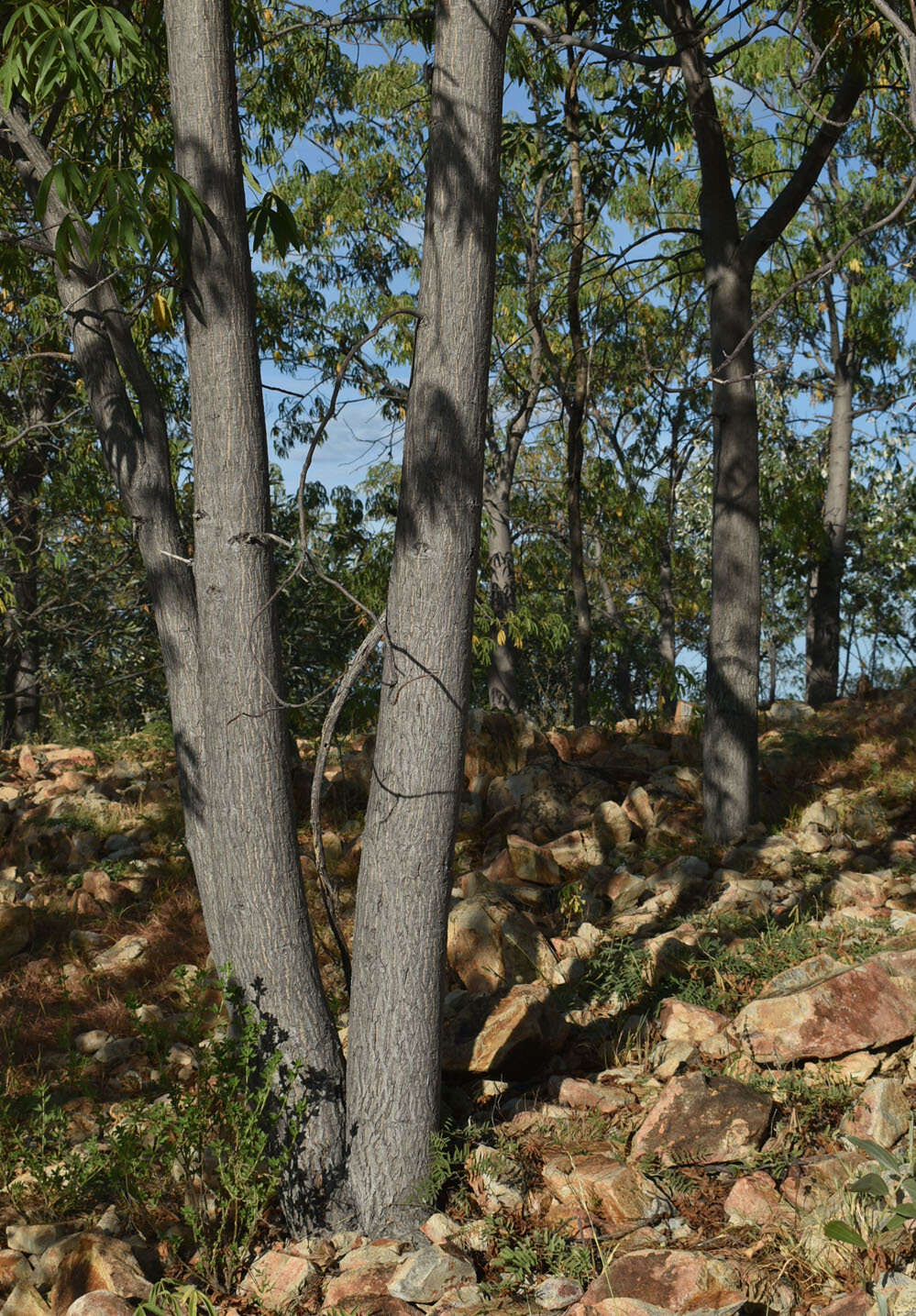 Image of Cochlospermum gillivraei subsp. gregorii