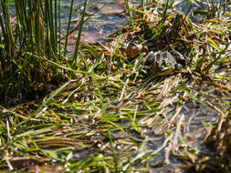 Image of Pelophylax esculentus