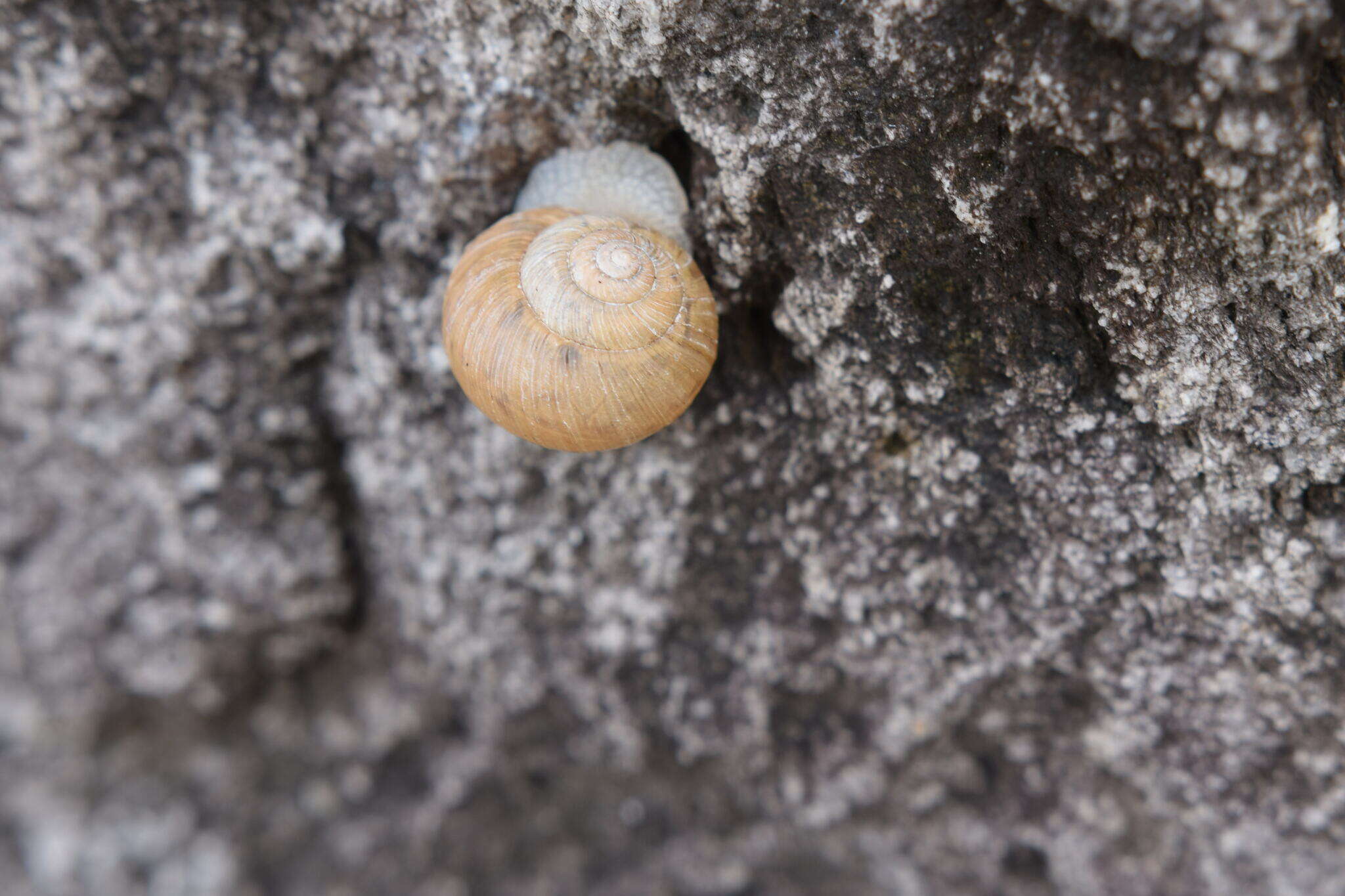 Plancia ëd Acusta sieboldtiana (L. Pfeiffer 1850)