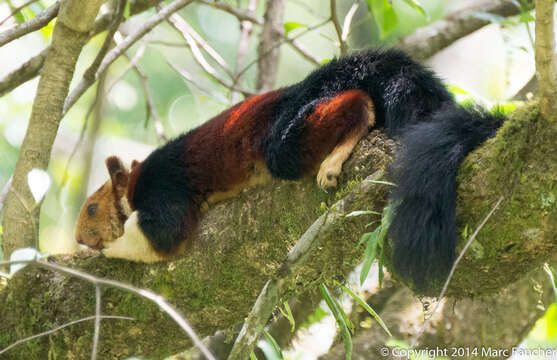 Image of Indian Giant Squirrel