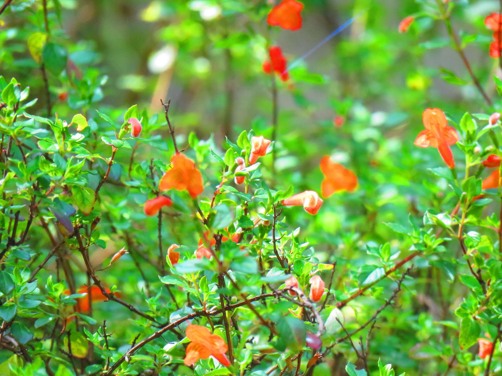 Image of Clinopodium mexicanum (Benth.) Govaerts