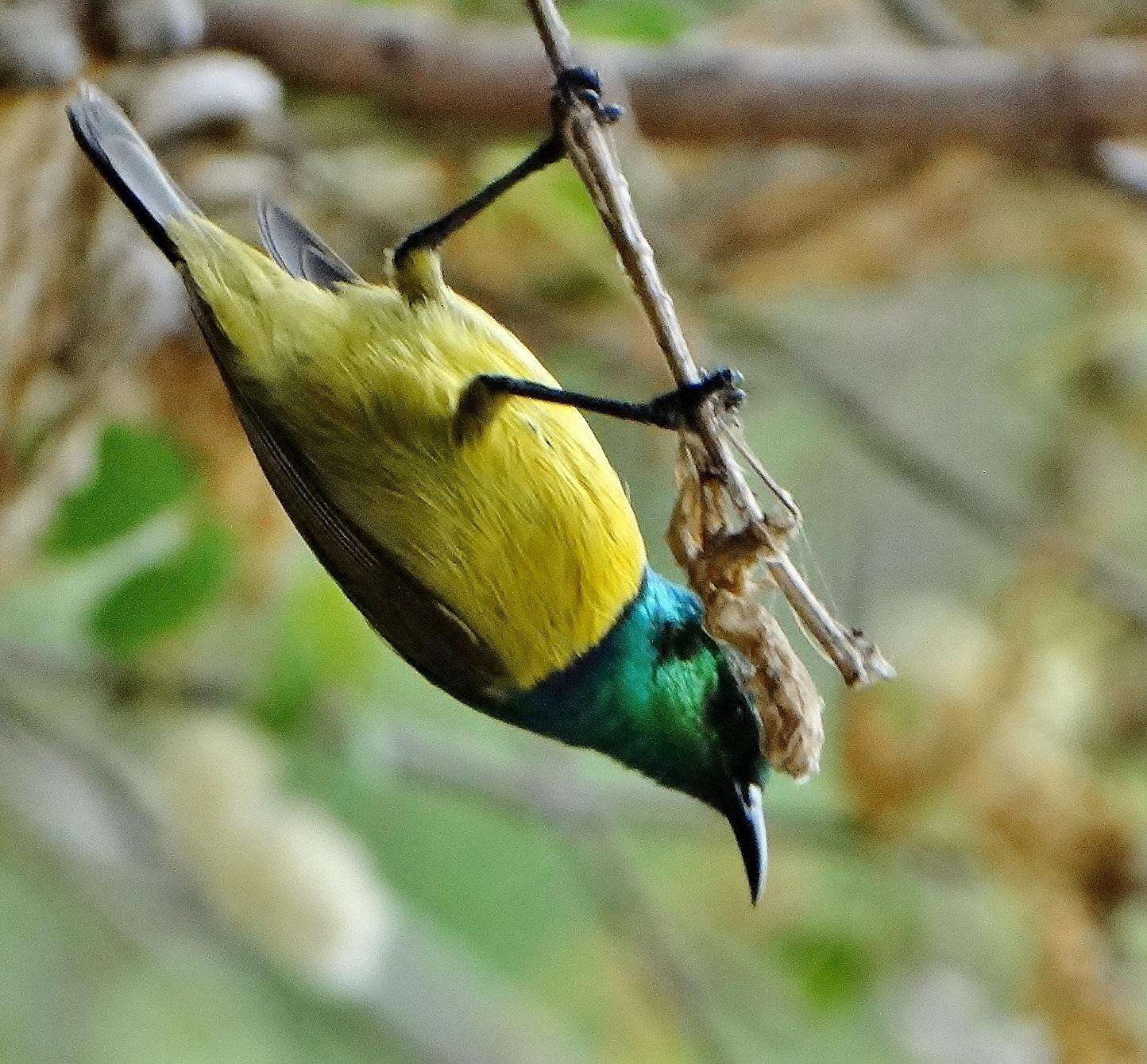 Слика од Hedydipna collaris zuluensis (Roberts 1931)