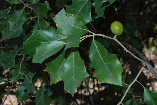 Image of Hyperbaena ilicifolia Standl.