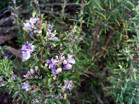 Image of Rosemary