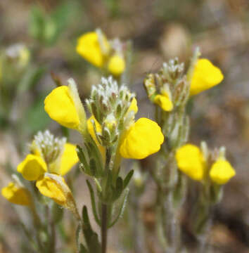 Image de Castilleja lasiorhyncha (A. Gray) T. I. Chuang & L. R. Heckard