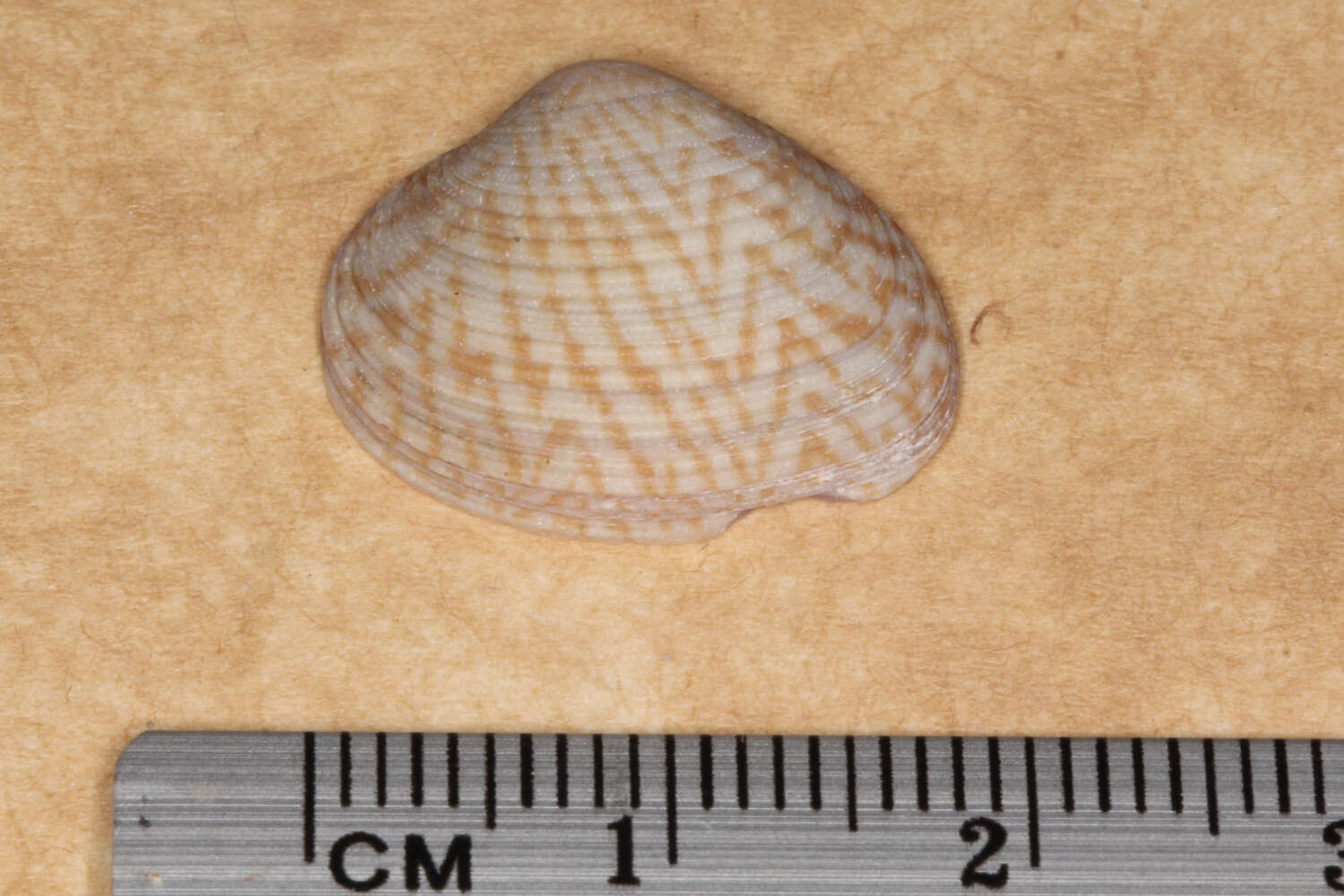 Image of Tawera gallinula (Lamarck 1818)