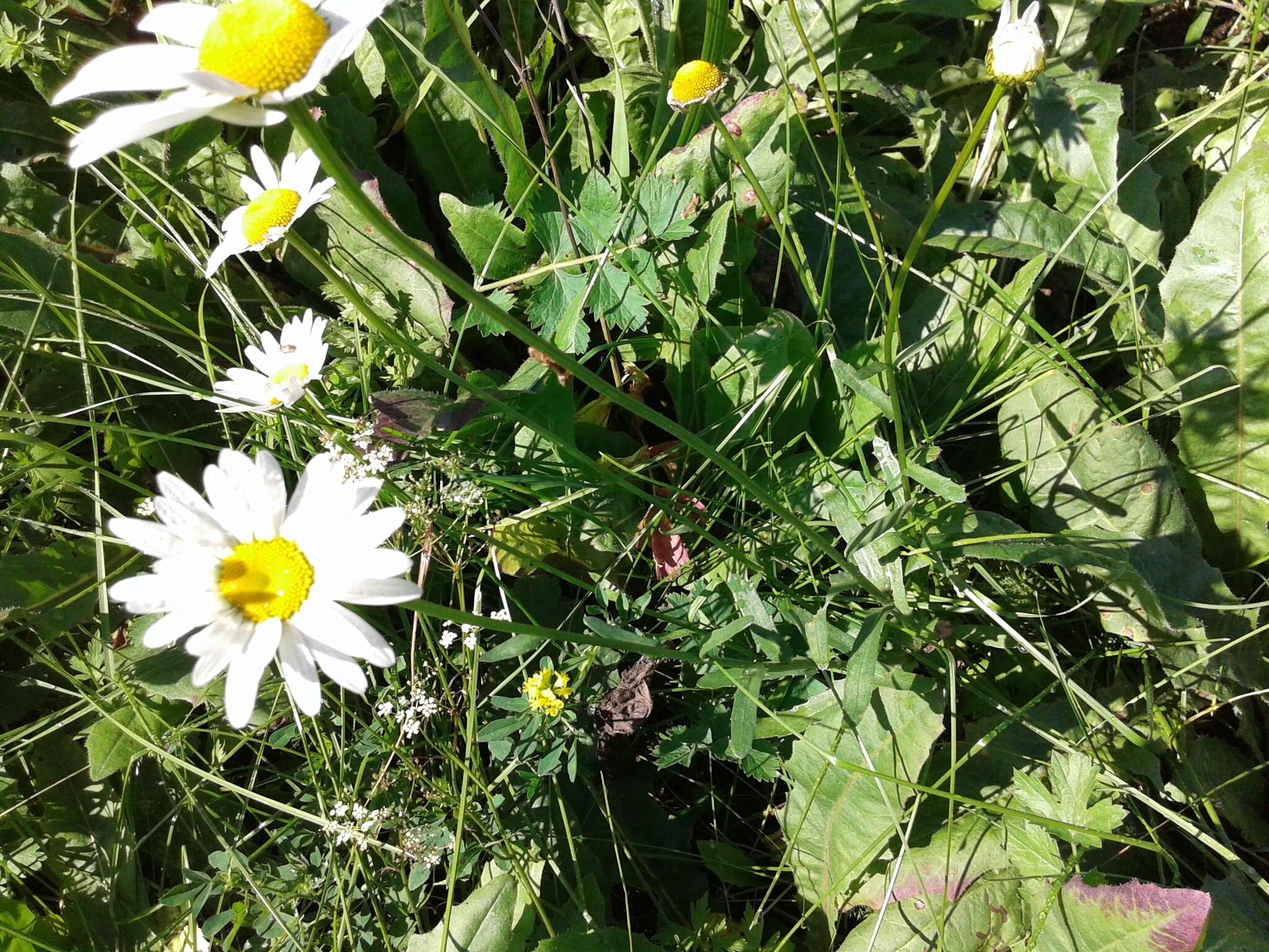 صورة Leucanthemum ircutianum (Turcz.) DC.