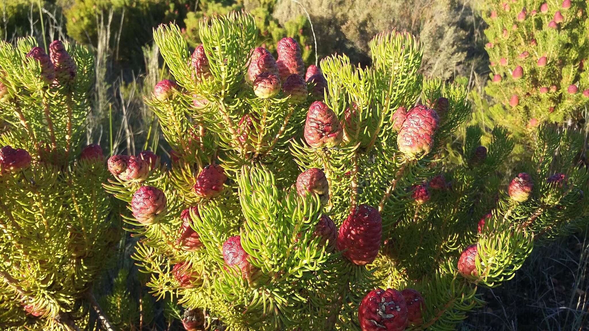 Image of Leucadendron teretifolium (Andrews) I. Williams