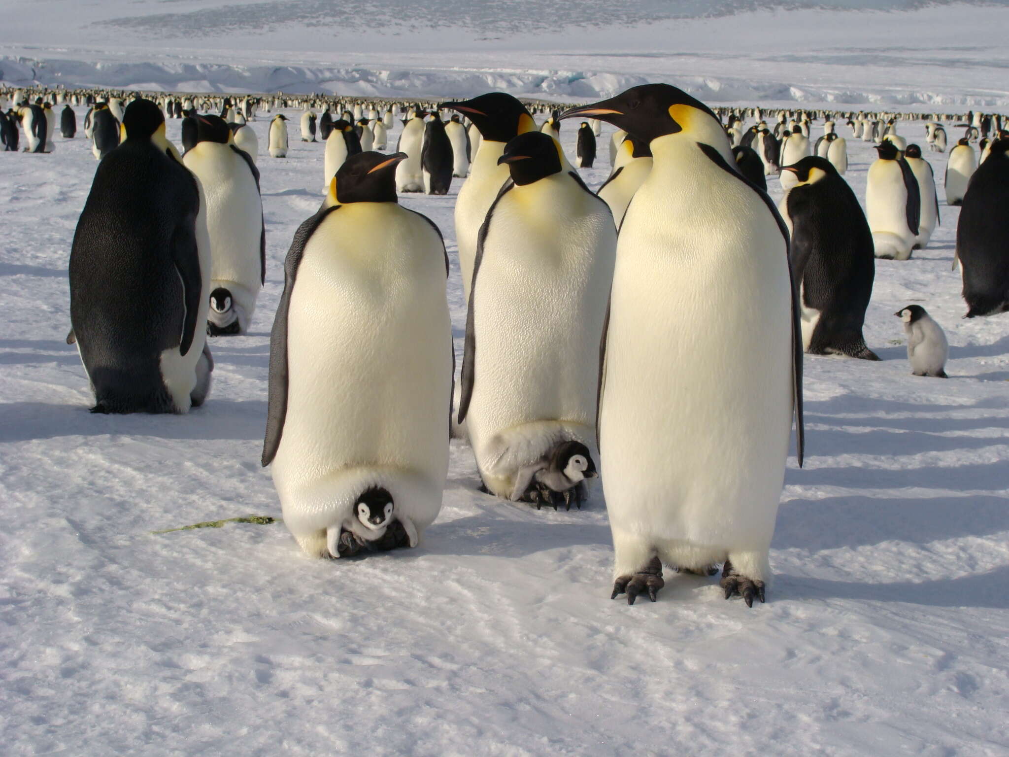 Image of Emperor Penguin