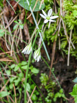 Image of Italian Garlic