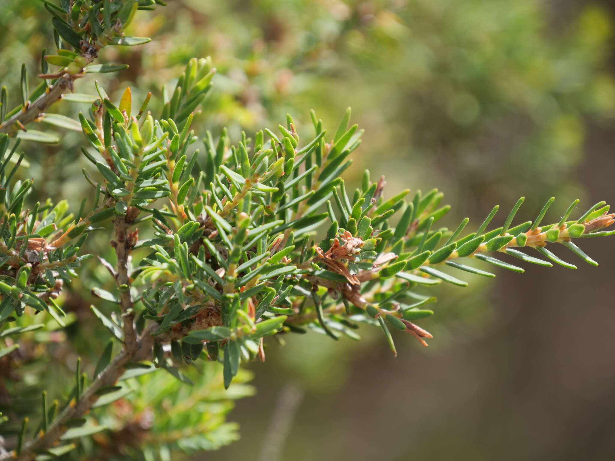 Image of Melaleuca cuticularis Labill.