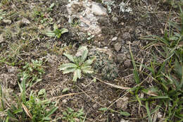 Image of Gymnocalycium andreae (Boed.) Backeb.