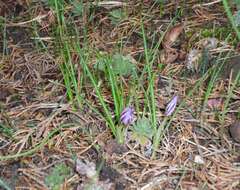 Image of smooth crocus