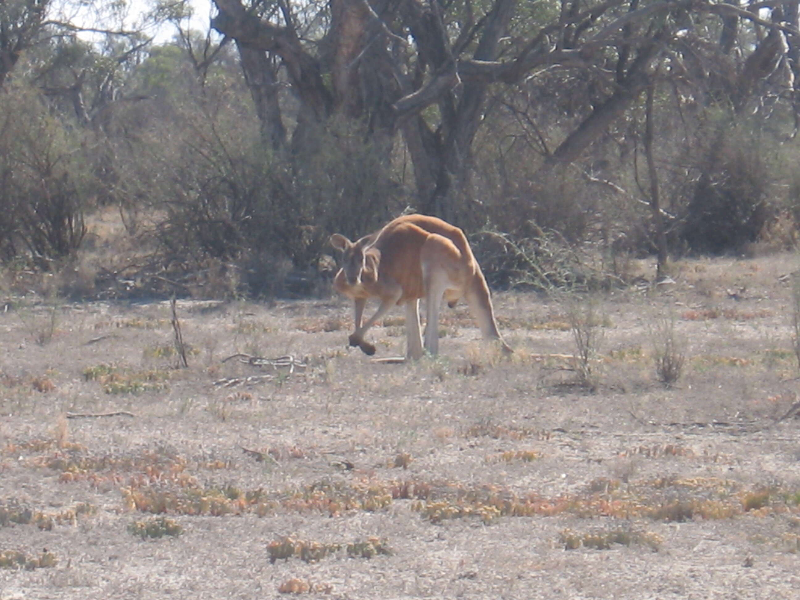 Image of red kangaroo