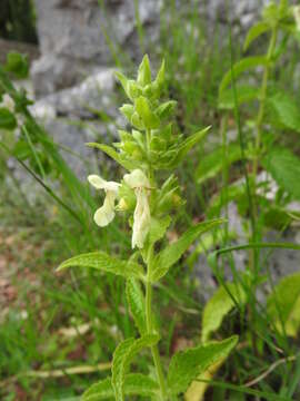 Image of Stachys menthifolia Vis.