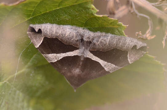 Image of Dysgonia algira Linnaeus 1767