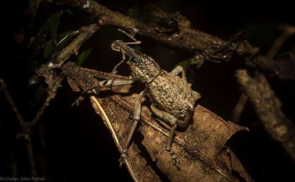 Image of Leptopius orthodoxus (Lea 1906)