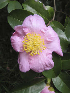 Image of Camellia sasanqua