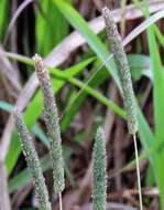 Image of timothy canarygrass