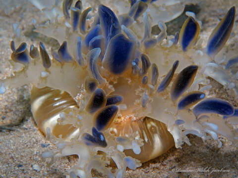 Image of Cassiopea Dondice